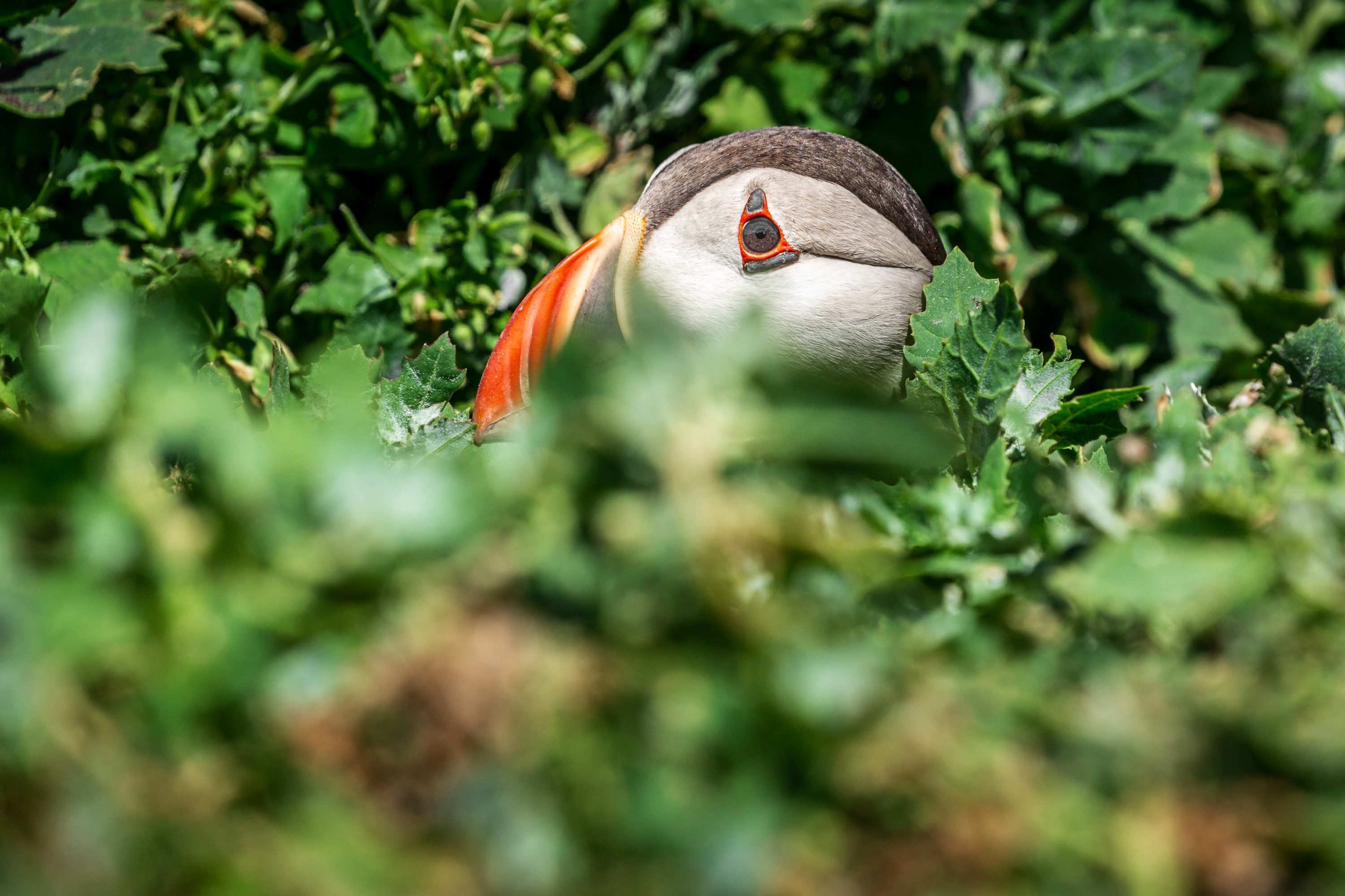 Puffin playing peekaboo
